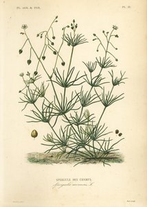 Majsspore, Spergula arvensis, Spergule des champs af Unbekannt