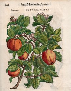 Cotonea Malvs. fra Pietro Andrea Mattiolis 