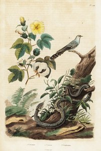 Bomuld, gøg og græsslange., 1834-1839 (gravering) af Unbekannter Künstler