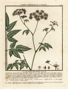Cowbane, Hemlock virosa. af Unbekannter Künstler