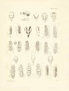 Traner og tænder fra forskellige gnavere beskrevet af Charles Darwin under hans opdagelsesrejse om bord på Beagle. Planche fra "The Zoology of the voyage of H.M.S. Beagle under the command of Captain Fitzroy during the years 1832 to 1836 edited and sup af Unbekannter Künstler