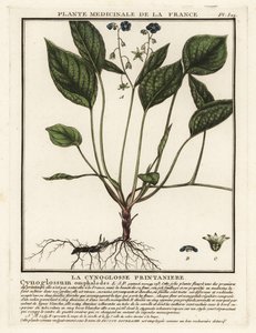 Krybende navleurt, Omphalodes verna. af Unbekannter Künstler