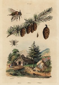 Gøgebi, Melecta albifrons 1, europæisk lærketræ, Larix decidua 2 og Stingless Melipona honningbi, Melipona favosa af Unbekannt