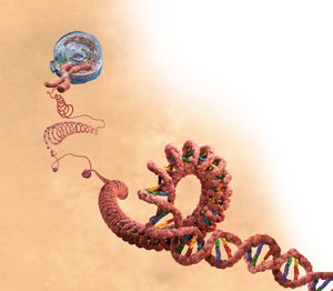DNA inklusive dobbelthelix, kromosom, celle af Unbekannter Künstler