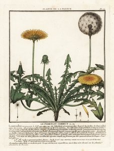 Mælkebøtte, Taraxacum campylodes. af Unbekannter Künstler