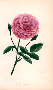 De la Grifferaie-rosen, en hybrid af Rosa multiflora, kom på markedet omkring 1846. Kromolitografi tegnet og litograferet efter naturen af F. Grobon fra Hippolyte Jamain og Eugene Forneys "Les Roses", Paris, J. Rothschild. af Unbekannter Künstler