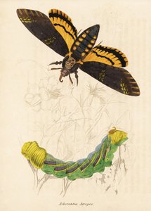 Dødens hoved-høgesværmer, Acherontia atropos. Håndkoloreret stålstik fra Georg Friedrich Treitschkes naturhistoriske galleri, Naturhistorischer Bildersaal des Thierreiches, Liepzig-1842. af Unbekannter Künstler