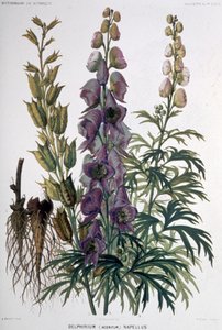 Delphinium Napellus, ca. 1850-1900 (litografi) af Unbekannter Künstler