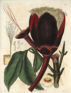 Beskrivelse af den store mørke chokoladeblomst på en Pecan-træplante, som producerer spiselige nødder, pecannødder. Planten er hjemmehørende i Sydamerika. Illustration af Wiliam Jackson Hooker (1785-1865), britisk botaniker og forfatter, professor ved Univ af Unbekannter Künstler