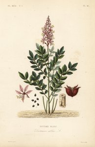 Dittany, Dictamnus albus, Dictame blanc af Unbekannt