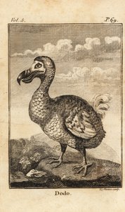 Dodo, Raphus cucullatus, uddød fugl af Unbekannt