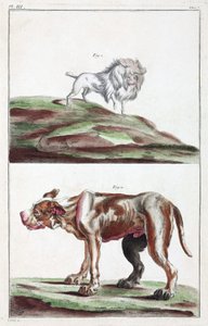 Hunde af Unbekannt