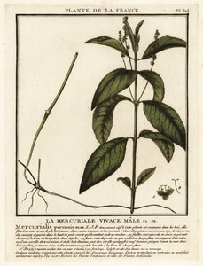 Hundens kviksølv, flerårig Mercurialis. af Unbekannter Künstler