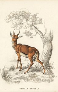 Dorcas-gazelle, Gazella dorcas (almindelig kevel, Gazella kevella). Sårbar. Efter en illustration af James Stewart. Håndkoloreret litografi fra Georg Friedrich Treitschkes naturhistoriske galleri, Naturhistorischer Bildersaal des Thierreiches, Liepzig. af Unbekannter Künstler