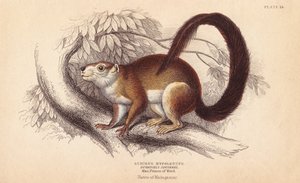 Duvaucels egern, Sciurus hypoleucus. Indisk kæmpeegern Fra et eksemplar i Prins Maximilian fra Wied-Neuwied Museum. Håndkoloreret stålstik af Lizars efter en illustration af Charles Hamilton Smith fra William Jardine