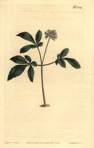 Dværg ginseng, Panax trifolius af Unbekannt
