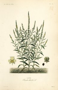 Farverraket eller farverens ukrudt, Reseda luteola, Gaude af Unbekannt