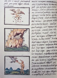 Eagles, side fra den florentinske Codex, tosproget version på spansk og Nahuatl, General History of the Things of New Spain af den spanske missionær Fray Bernardino de Sahagun (1499-1590). Aztekisk civilisation af William M. Timlin