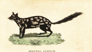 Østlig quoll, Dasyurus vaskebjørn. ,1800 (gravering) af Unbekannter Künstler