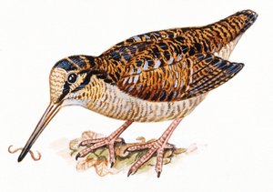 Eurasisk skovsneppe, Scopolax rusticola af Unbekannt