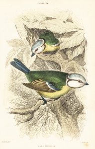 Eurasisk blåmejse, Cyanistes caeruleus.1889 (gravering) af Unbekannter Künstler
