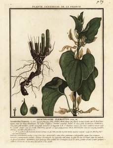Europæisk fødselsurt, Aristolochia clematitis. af Unbekannter Künstler