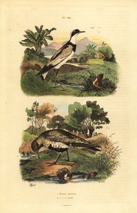 Guldhøne, Pluvialis apricaria, og ringhøne, Charadrius hiaticula af Unbekannt