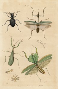 Europæisk mantis, Mantis religiosa 1, bladmantis, Choeradodis rhomboidea 2, tigerbille, Manticora latipennis 3, mantidfly, Mantispa styriaca 4 af Unbekannt