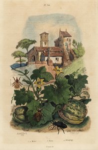 Europæisk oliebille, Meloe proscarabaeus 1.2, Honfleur melon, Cucumis melon 3 og fåreked, Melophagus ovinus af Unbekannt