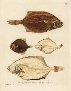 Europæisk rødspætte, Pleuronectes platessa 1,2 og slethvar, Scophthalmus rhombus 3,4. En pighvar eller bøje på højre side, Platessa, på venstre side, rødspætte eller rombe på venstre side, lille skrubbe på mem-siden. Håndkoloreret kobberstik efter et i af Unbekannter Künstler