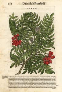 Europæisk rønnetræ, Sorbus aucuparia. Håndkoloreret træsnit af Wolfgang Meyerpick efter en illustration af Giorgio Liberale fra Pietro Andrea Mattiolis Discorsi di P.A. Matthioli ne i sei libri della Materia Medicinale di Pedacio Dioscoride Anaza. af Unbekannter Künstler