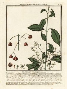 Europæisk spindel, Euonymus europaeus. af Unbekannter Künstler