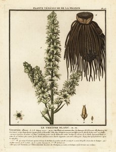 Europæisk hvid hellebore, Veratrum album. af Unbekannter Künstler