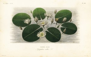 Europæisk hvid åkande, Nymphaea alba, Nymphea blanc af Unbekannt