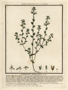 Øjentrøst, Euphrasia rostkoviana. af Unbekannter Künstler