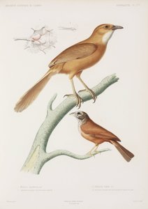 Fairywren og husspurv, Algeriet af Unbekannter Künstler