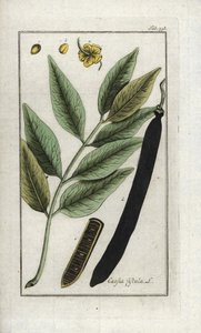 Falsk sene, falsk johannesbrødtræ, gyldent brusebad eller canefier (Cassia fistula). Litografi fra "Afbeelding der Artseny-Gewassen" af Johannes Zorn (1739-1799), Holland af Unbekannter Künstler