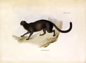 Felis Yagouarondi Jaguarondi eller eyra eller odderkat, amerikansk kattedyr beskrevet af Charles Darwin under hans ekspedition om bord på Beagle. Planche fra "The zoology of the voyage of H.M.S. Beagle. described by John Gould, with notice of their habits  af Unbekannter Künstler