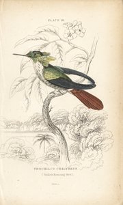 Festlig kokette, Lophornis chalybeus (Vieillots kolibri, Trochilus chalybeus). Håndkoloreret stålstik af William Lizars fra Sir William Jardine