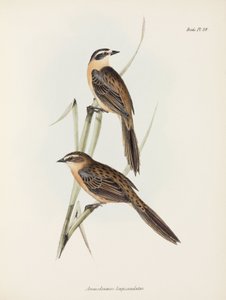 Finker, c 1832-1836 af Unbekannter Künstler