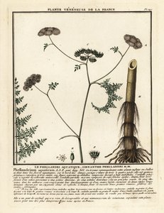 Finblade vanddråbeurt, Oenanthe aquatica. af Unbekannter Künstler