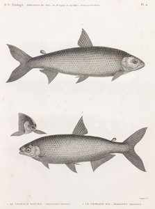 Fisk: Le Characin af Unbekannt