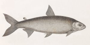 Fisk: Le Characin af Unbekannt