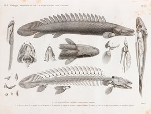 Fisk: Le Polyptere Bichir, anatomi af Unbekannt
