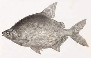 Fisk: Le Serrasalme Citharine af Unbekannt