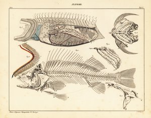 Fiskens anatomi, der viser skelet, gæller osv., 1841 (litografi) af Unbekannter Künstler