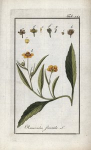 Flammende ranunkel eller lille grøft eller lille flamme (Ranunculus flammula). Litografi fra "Afbeelding der Artseny-Gewassen" af Johannes Zorn (1739-1799), Holland af Unbekannter Künstler