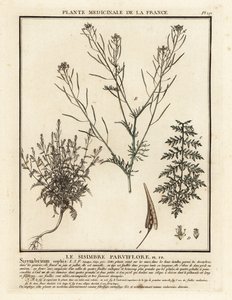 Flixweed, Descurainia sophia. af Unbekannter Künstler