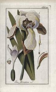 Florentinsk iris eller Firenze-iris (Iris florentina). Litografi fra "Afbeelding der Artseny-Gewassen" af Johannes Zorn (1739-1799), Holland af Unbekannter Künstler