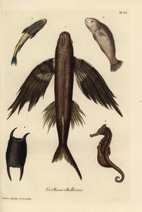Flyvefisk, Exocoetus volitans 1, suckerfisk, Remora remora 2, barramundi, Lates calcarifer 3, skæl 4, søhest, Hippocampus species 5. Håndkoloreret kobberstik efter en illustration af Christian Leinberger fra Georg Wolfgang Knorrs Deliciae. af Unbekannter Künstler